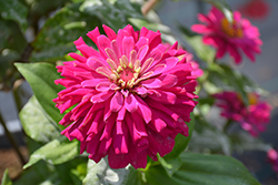 Zesty Fuchsia Zinnia (Zinnia elegans 'Zesty Fuchsia') at Lakeshore Garden Centres