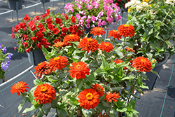 Zesty Scarlet Zinnia (Zinnia elegans 'Zesty Scarlet') at Lakeshore Garden Centres