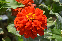 Zesty Scarlet Zinnia (Zinnia elegans 'Zesty Scarlet') at Lakeshore Garden Centres