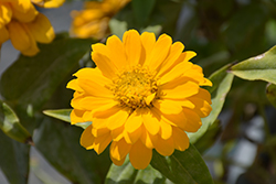 Zesty Yellow Zinnia (Zinnia elegans 'PAS1546510') at Lakeshore Garden Centres