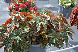 Gryphon Begonia (Begonia 'Gryphon') at Golden Acre Home & Garden