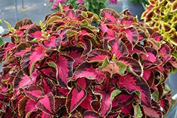 Chocolate Covered Cherry Coleus (Solenostemon scutellarioides 'Chocolate Covered Cherry') at Lakeshore Garden Centres