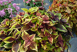 Premium Sun Pineapple Surprise Coleus (Solenostemon scutellarioides 'Pineapple Surprise') at Lakeshore Garden Centres