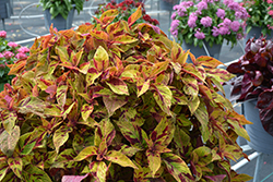 Premium Sun Mighty Mosaic Coleus (Solenostemon scutellarioides 'Mighty Mosaic') at Lakeshore Garden Centres