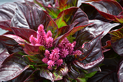 Sol Lizzard Leaf Celosia (Celosia argentea 'PAS1375173') at Lakeshore Garden Centres
