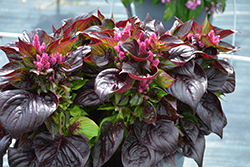 Sol Lizzard Leaf Celosia (Celosia argentea 'PAS1375173') at Lakeshore Garden Centres