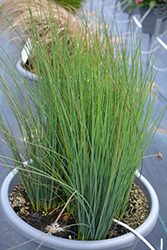 Blue Dart Rush (Juncus tenuis 'Blue Dart') at Lakeshore Garden Centres