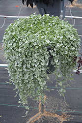 Silver Falls Dichondra (Dichondra argentea 'Silver Falls') at Lakeshore Garden Centres