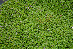 Mini Mint Ornamental Mint (Mentha requienii 'Mini Mint') at Lakeshore Garden Centres