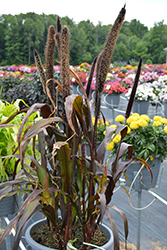 Purple Baron Millet (Pennisetum 'Purple Baron') at Lakeshore Garden Centres