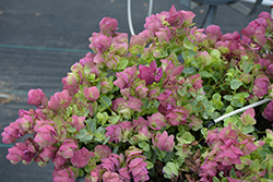Kirigami Oregano (Origanum 'Kirigami') at Lakeshore Garden Centres