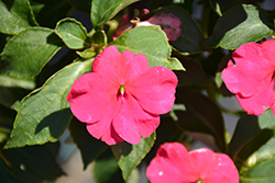 Beacon Rose Impatiens (Impatiens walleriana 'Beacon Rose') at Lakeshore Garden Centres