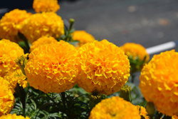 Marvel II Gold Marigold (Tagetes erecta 'PAS1363965') at Lakeshore Garden Centres