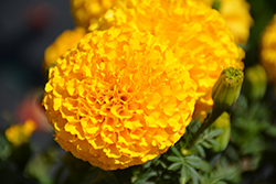 Taishan Gold Marigold (Tagetes erecta 'Taishan Gold') at Lakeshore Garden Centres