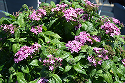 Glitterati Purple Star Star Flower (Pentas lanceolata 'PAS1096472') at Lakeshore Garden Centres