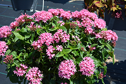 Lucky Star Deep Pink Star Flower (Pentas lanceolata 'PAS1187213') at Lakeshore Garden Centres