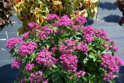 Lucky Star Violet Star Flower (Pentas lanceolata 'PAS1096464') at Lakeshore Garden Centres
