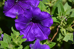Easy Wave Blue Petunia (Petunia 'Easy Wave Blue') at The Mustard Seed