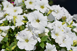 Easy Wave White Petunia (Petunia 'Easy Wave White') at Lakeshore Garden Centres