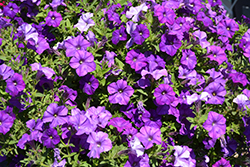 Shock Wave Denim Petunia (Petunia 'Shock Wave Denim') at Lakeshore Garden Centres