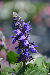 Big Blue Salvia (Salvia 'PAS1246577') at Lakeshore Garden Centres