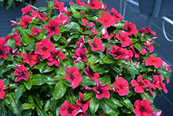 Tattoo Black Cherry Vinca (Catharanthus roseus 'PAS1192838') at Lakeshore Garden Centres