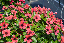 Tattoo Papaya Vinca (Catharanthus roseus 'PAS1192834') at Lakeshore Garden Centres