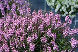 Serenita Pink Angelonia (Angelonia angustifolia 'Serenita Pink') at Lakeshore Garden Centres