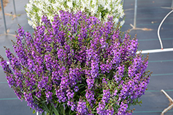 Serenita Purple Angelonia (Angelonia angustifolia 'PAS803822') at Lakeshore Garden Centres