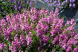 Serenita Raspberry Angelonia (Angelonia angustifolia 'PAS777797') at Lakeshore Garden Centres