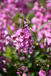 Serenita Raspberry Angelonia (Angelonia angustifolia 'PAS777797') at Lakeshore Garden Centres