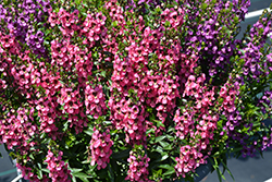 Serenita Rose Angelonia (Angelonia angustifolia 'PAS1141456') at Lakeshore Garden Centres