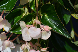 Dragon Wing White Begonia (Begonia 'Dragon Wing White') at Lakeshore Garden Centres