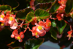 Hula Bicolor Red White Begonia (Begonia 'PAS1438022') at Lakeshore Garden Centres