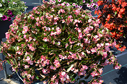 Hula Pink Begonia (Begonia 'PAS1350209') at Lakeshore Garden Centres