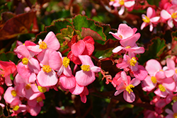 BabyWing Pink Begonia (Begonia 'BabyWing Pink') at Lakeshore Garden Centres