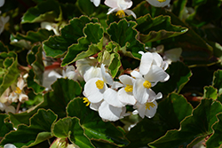 BabyWing White Begonia (Begonia 'BabyWing White') at Lakeshore Garden Centres