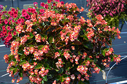 BabyWing Bicolor Begonia (Begonia 'BabyWing Bicolor') at Lakeshore Garden Centres