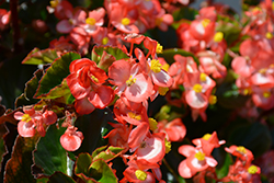 BabyWing Bicolor Begonia (Begonia 'BabyWing Bicolor') at Lakeshore Garden Centres