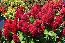 First Flame Red Celosia (Celosia 'First Flame Red') at Lakeshore Garden Centres
