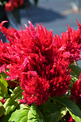 Ice Cream Cherry Celosia (Celosia 'Ice Cream Cherry') at Lakeshore Garden Centres