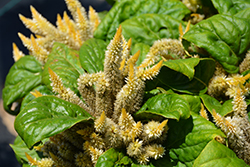 Kosmo Yellow Celosia (Celosia 'Kosmo Yellow') at Lakeshore Garden Centres