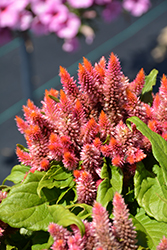 Kosmo Salmon Celosia (Celosia 'Kosmo Salmon') at Lakeshore Garden Centres