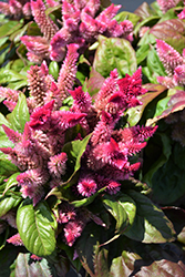 Kosmo Pink Celosia (Celosia 'Celkopi') at Lakeshore Garden Centres