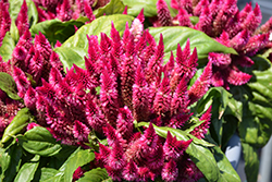 Kosmo Cherry Celosia (Celosia 'Kosmo Cherry') at Lakeshore Garden Centres
