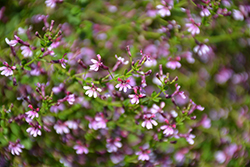 Pink Shimmer Cuphea (Cuphea ramosissima 'PAS1303307') at Lakeshore Garden Centres