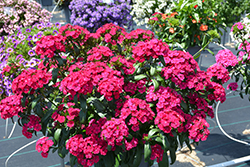 Jolt Cherry Hybrid Pinks (Dianthus 'Jolt Cherry') at Lakeshore Garden Centres