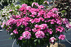 Jolt Pink Magic Pinks (Dianthus 'PAS1141435') at Lakeshore Garden Centres