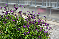 Vibe Ignition Purple Sage (Salvia x jamensis 'Ignition Purple') at Lakeshore Garden Centres