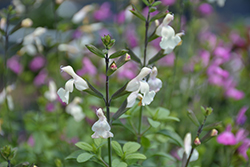 Heatwave Glimmer Sage (Salvia 'EGGBEN003') at Lakeshore Garden Centres